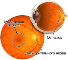 Строение глаза: Сетчатка Строение глаза: Сетчатка
