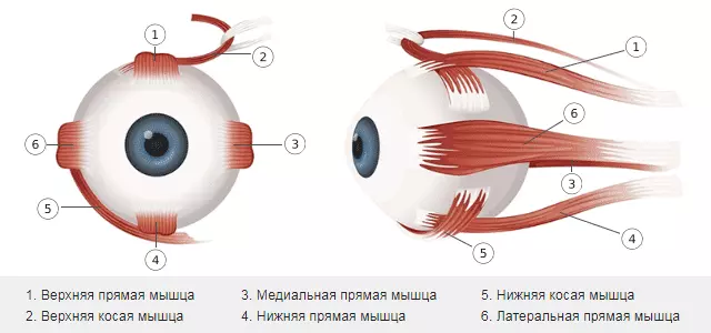 Строение мышц глаза Строение мышц глаза
