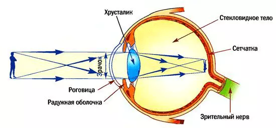 Оптическая система глаза Оптическая система глаза